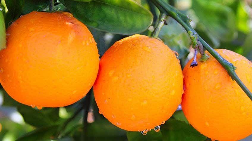Grow healthy citrus